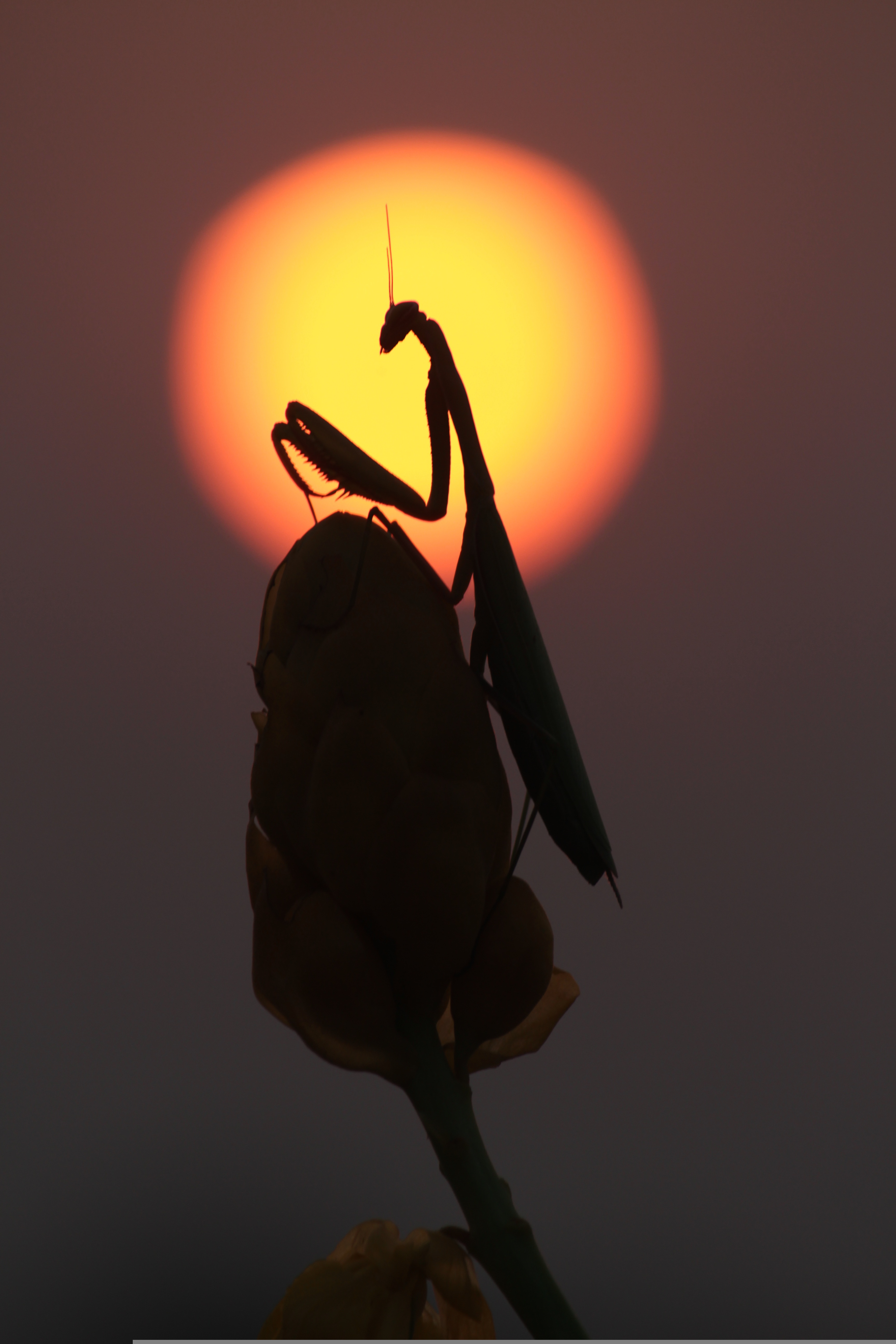 mantis-3013365.jpg